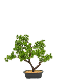 R201030 PLANTA BONSAI 40 CMS